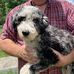 Rhoda  - Aussiedoodle