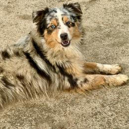 Itty Bit - Toy Australian Shepherd