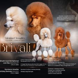 Puppy 1 - Apricot male Poodle puppy in Tallahassee, Florida from Brivali Poodles