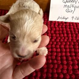 Princess - Apricot female Maltipoo puppy in Lawrenceburg, Tennessee from LUV Poodles and Maltipoos