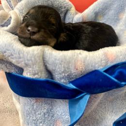 Yogurt - Black and cream male Dachshund puppy in Hensley, Arkansas from The Dachshund Barn