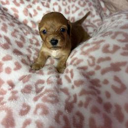 Rachel - Wheaten female Dachshund puppy in Lake City, Florida from My Ditzy Doxies of Florida