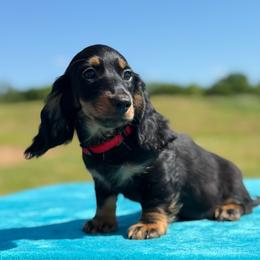 Sawyer - Black and tan male Dachshund puppy in Lincoln, Arkansas from Red Dirt Dachshunds