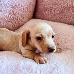 Diamond - Cream female Dachshund puppy in El Mirage, Arizona from Sunset Dachshunds