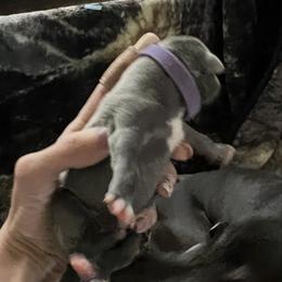 Aurora - Blue female Italian Greyhound puppy in Las Vegas, Nevada from Amanda's Italian Greyhounds