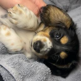 Snickers - Piebald male Dachshund puppy in Marseilles, Illinois from Zacha’s Doxie House