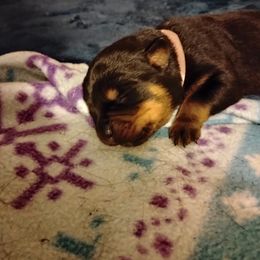 Girl 2 - female Rottweiler puppy in Jacksonville, Florida from Vom Jobaer Rottweilers