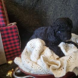Raven - Black female Labradoodle puppy in Siloam Springs, Arkansas from Siloam Doodles