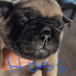 Hoss - Fawn male Pug puppy in Madera, California from Hills Pugs