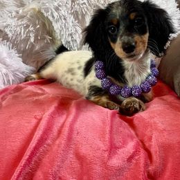 Dachshund and Miniature Schnauzer Puppies from The Bossy Doxie Farm