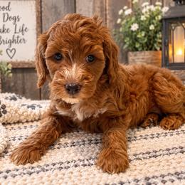 Liberty - Yellow Collar - Red  female Goldendoodle puppy in Huntsville, Alabama from Falcon Ridge Doodles