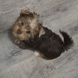 Maple - Yorkshire Terrier