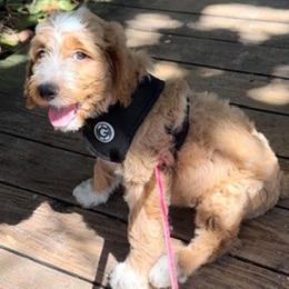 Goldendoodle Puppies from Island Doodle Co. - Goldendoodles Raised with Love