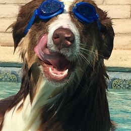 Australian Shepherd Puppies from Imagine Australian Shepherds