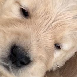 Golden Retrievers and Shetland Sheepdogs from Az K9 Companions