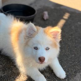 Charlie - Red and white male Pomsky puppy in Winston, Oregon from Arctic Tails Spitz