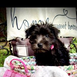 Miniature Schnauzer Puppies from Sophie’s Choice Puppies