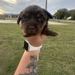 Sissy - Chocolate and tan female Dachshund puppy in Mc Alester, Ok, Oklahoma from New Hope Miniature Dachshunds