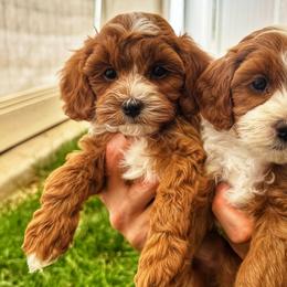 Blanche - Red  female Goldendoodle puppy in Bountiful, Utah from Red Brick Doodles