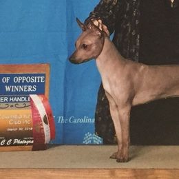 American Hairless Terriers and Toy Fox Terriers from Galaxy