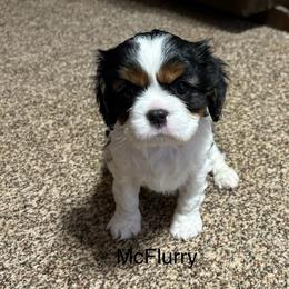 Cavalier King Charles Spaniel Puppies from Mydee Cavaliers
