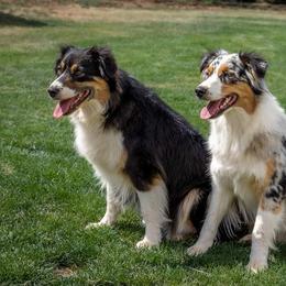 Australian Shepherd Puppies from Raining Ice Kennels/program on hold
