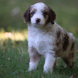 Aussiedoodle puppies from Bluebird Family Farm