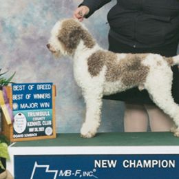 Koda - Off-white male Lagotto Romagnolo puppy in Akron, New York from Almar Lagotto