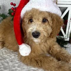 Australian Mountain Doodle and Bernedoodle Puppies from D and D’s Dandy Doodles