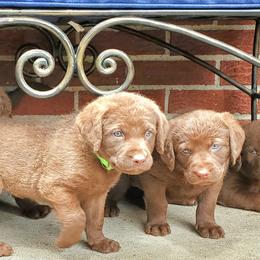 Chesapeake Bay Retriever Puppies from Shore Acres Chesapeakes