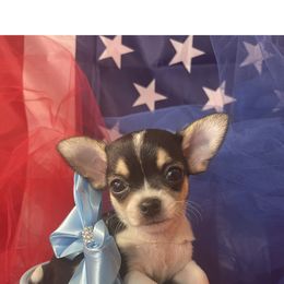 Chihuahua and Dachshund Puppies from Blue Tails Farm