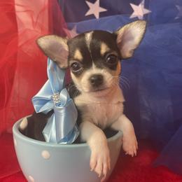 Chihuahua and Dachshund Puppies from Blue Tails Farm