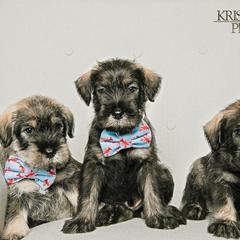 Standard Schnauzer Puppies from Kinobi Standard Schnauzers