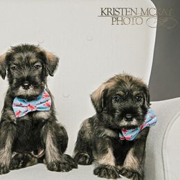 Standard Schnauzer Puppies from Kinobi Standard Schnauzers