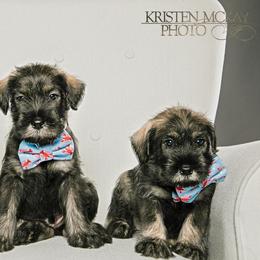 Standard Schnauzer Puppies from Kinobi Standard Schnauzers