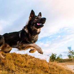 Belgian Malinois, Dutch Shepherds, and German Shepherds from Andy's Elite K9
