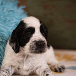 Java - Blue roan female English Cocker Spaniel puppy in New Mexico from HighBrassGunDogs