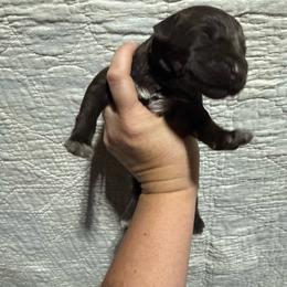Cortland - Liver male German Wirehaired Pointer puppy in Mora, Minnesota from Reinberg Kennel