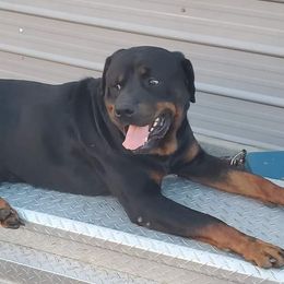 Schultz  - Rottweiler