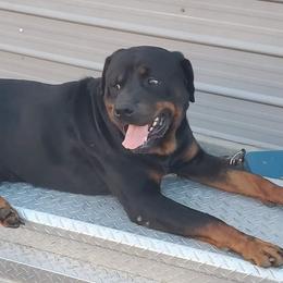 Schultz  - Rottweiler