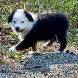 Cosmo - Blue merle male Miniature Australian Shepherd puppy in Priest River, Washington from Offgrid Aussies
