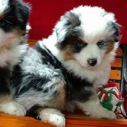 Miniature American Shepherds from Gordonview Farm