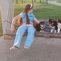 Alaskan Husky Puppies from Mawlawi Huskies