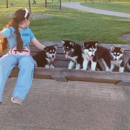 Alaskan Husky Puppies from Mawlawi Huskies
