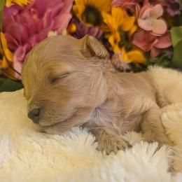 Porsche. - Apricot female Cavapoo puppy in Gunnison, Utah from Curls and Camo Pups