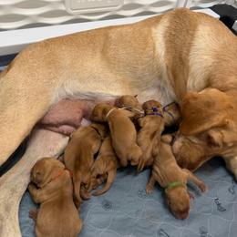 Lucky Green Collar - Yellow male Labrador Retriever puppy in Elloree, South Carolina from Moonlight Kennels LLC