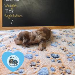 Drifter - Dapple male Dachshund puppy in Hoquiam, Washington from Heyd's Mini Dachshunds
