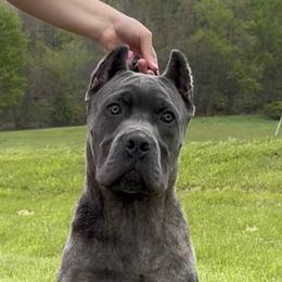 Cane Corso All Grown Up from MVK9