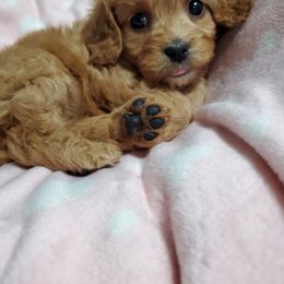 Cavapoo, Maltese, Maltipoo, and Poodle Puppies from Mt.BakerPoodles&Doodles