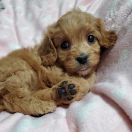 Cavapoo, Maltese, Maltipoo, and Poodle Puppies from Mt.BakerPoodles&Doodles